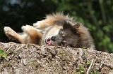 CHIEN FINNOIS DE LAPONIE 107
